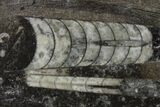 Polished Fossil Orthoceras (Cephalopod) - Morocco #138406-1